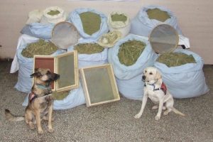 Bing&ouml;l'de 500 kilo toz esrar ele ge&ccedil;irildi