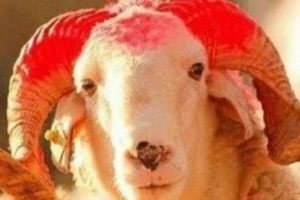 Taksitle kurban tartışması