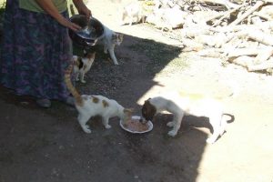 Kedi k&ouml;pek dostluğu