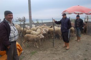 Bin 200 liraya kurbanlık ko&ccedil; ilgi odağı