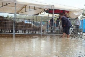 Yağmur kurbanlıkları perişan etti