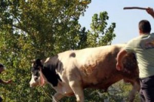 Sivas'ta ka&ccedil;an kurbanlık boğa tıra &ccedil;arptı