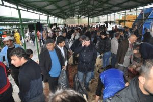 Canlı hayvan pazarında bayram yoğunluğu