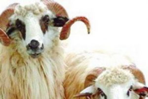 Kurban keserken parazitlere dikkat!