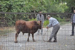 Ka&ccedil;an boğa demiryolunda yakalandı