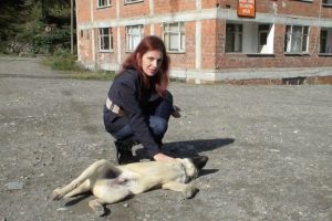 &Uuml;&ccedil; ayaklı k&ouml;pek g&ouml;renleri şaşırtıyor