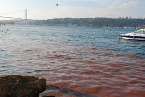 Yolda kurban kesen 62 kişiye ceza