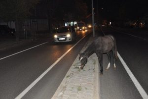 Başıboş atlar s&uuml;r&uuml;c&uuml;lere zor anlar yaşatıyor