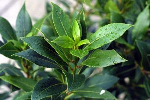 T&uuml;rkiye tıbbi ve aromatik bitki cenneti