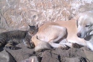Kedi ve k&ouml;peğin birlikte uyku keyfi