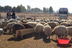 Kurban satıcıları umduklarını bulamadı