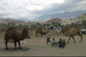 Develer g&uuml;reşe hazırlanıyor
