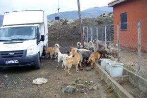Sokak k&ouml;pekleri yemek artıklarıyla besleniyor