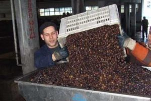 Marmarabirlik zeytin alım fiyatlarını a&ccedil;ıkladı
