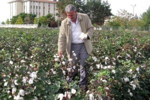 Pamuk &uuml;reticileri hasat d&ouml;nemini zararla kapatıyor