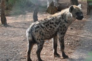 K&ouml;peklerin arasına d&uuml;şt&uuml;