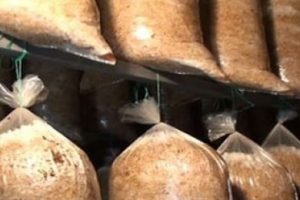 Para kazanmanın yeni y&ouml;ntemini buldu