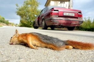 Minik sincap, trafik canavarının kurbanı