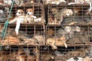 200 k&ouml;pek kesilmekten b&ouml;yle kurtuldu