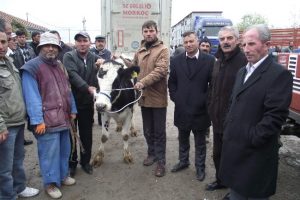 Kulu'da 156 gebe d&uuml;ve dağıtıldı