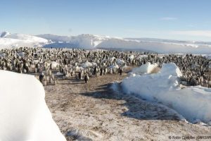 Altı bin yavru penguenin yaşadığı koloni