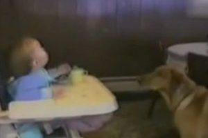 K&ouml;peği beslemenin en g&uuml;zel yolu