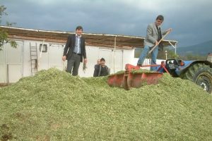 Yem fiyatlarının artması silaja olan ilgiyi artırdı