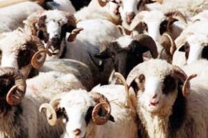 8 milyon TL'lik vurgun iddiası!