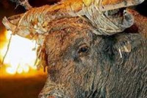 Boğaları canlı canlı yakıp eğleniyorlar