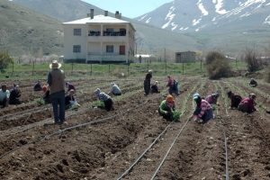 Gevaş'ın tarım &uuml;retimdeki başarısı