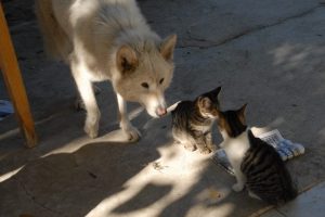 Fethiye de kedi k&ouml;pek dostluğu