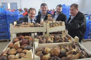 &Ccedil;anakkale'den d&uuml;nyaya mantar ihracatı
