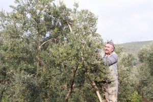 Zeytinde fiyat sıkıntısı