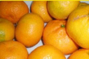 Tonlarca mandalina geri geldi