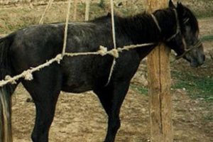 Eşek kokusu kavga &ccedil;ıkardı