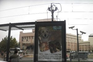Kaybolan k&ouml;peğin sahibi reklam ile aranıyor