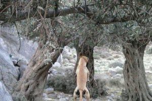 KKTC k&ouml;peğini asan cani avcıyı arıyor