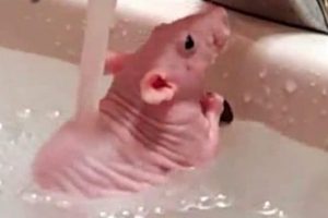 Banyo yapmak i&ccedil;in t&uuml;ylerini &ccedil;ıkarmış