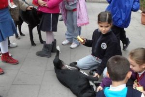 Sokak k&ouml;peklerinin sevinci