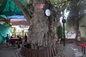 357 yaşındaki tarihi asırlık ağa&ccedil; halen yaşıyor