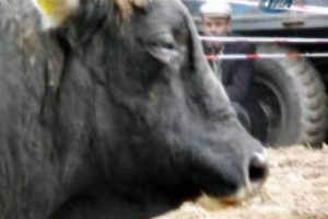 Ağlayan boğa g&ouml;renleri şaşırttı