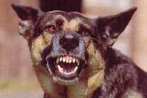 K&ouml;pekten ka&ccedil;arken..