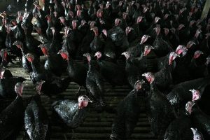 Yılbaşına hazırlanıyorlar
