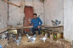 İnanılması g&uuml;&ccedil; g&uuml;vercin tutkusu