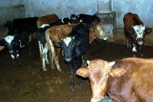 Diyarbakır'da et fiyatları d&uuml;şt&uuml;