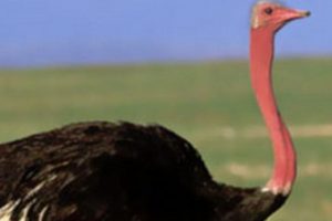 Bu araştırmanın sonucuna &ccedil;ok şaşıracaksınız