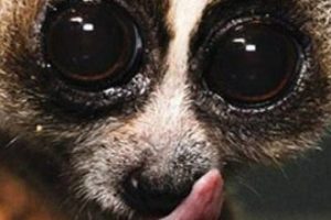 Lemur ailesine ait yeni bir t&uuml;r bulundu