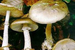 Mantar yedikten sonra ila&ccedil; i&ccedil;en kadın zehirlendi