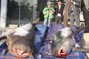 Marmara Denizi'nden k&ouml;pek balığı &ccedil;ıktı