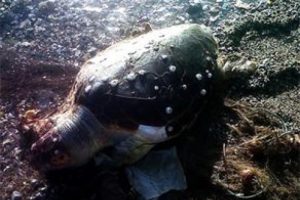 Caretta Caretta kıyıya vurdu